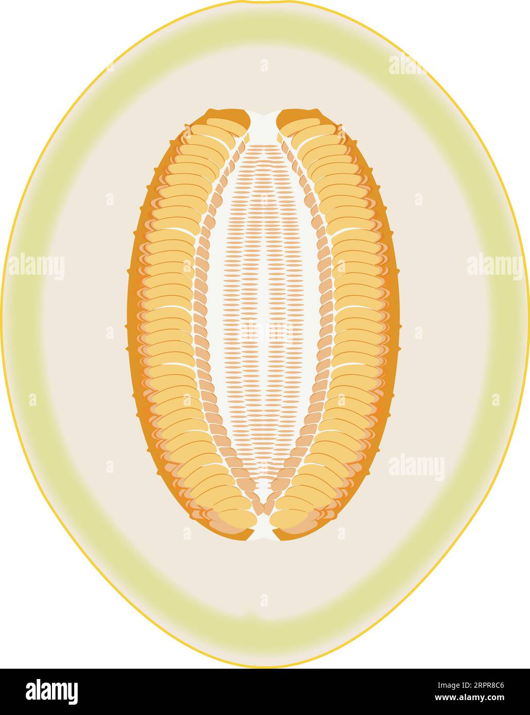 Kanarienmelone In Zwei Hälften Geschnitten Stock Vektor