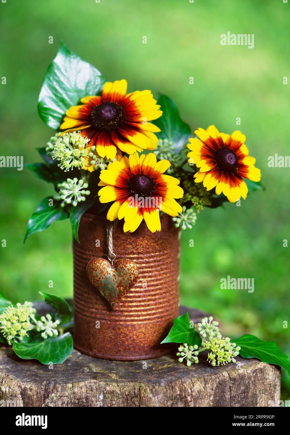 Wunderschöne gelbe, orange kugelförmige oder schwarz gefärbte Susan-Blumen und Efeublüten in rostigen Dosen mit rustikalem Herzen. Gartenstillleben. Stockfoto