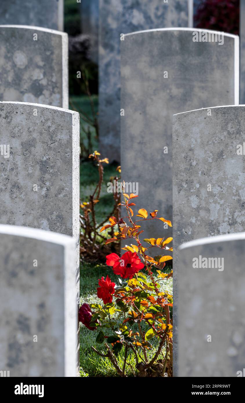 Britische Kriegsgräber auf dem Caterpillar Valley Cemetery, der Somme Stockfoto