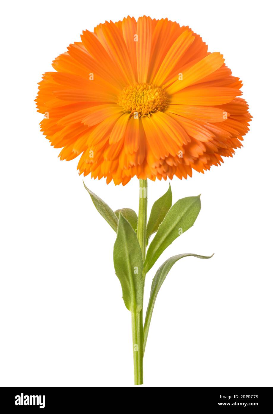 Ringelblumeblume isoliert auf weißem Hintergrund Stockfoto