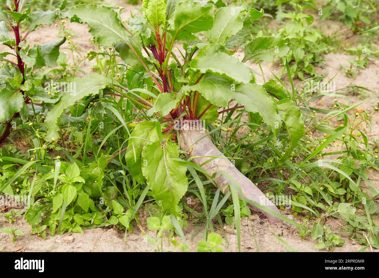 Nahaufnahme einer organischen Roten Bete, selektiver Fokus. Stockfoto