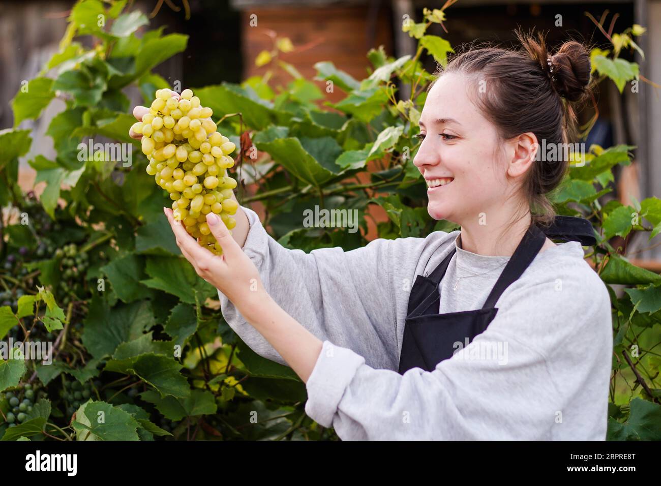 Lächelnde Farmerin, die frisch geerntete grüne Trauben im Weinberg hält, Nahaufnahme Stockfoto