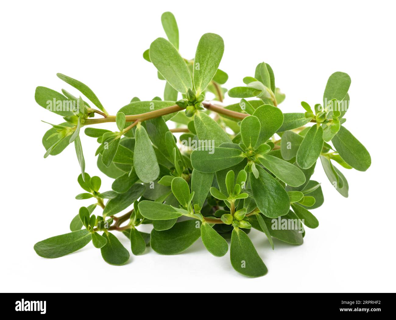 Gewöhnlicher purslane Zweig isoliert auf weißem Hintergrund Stockfoto