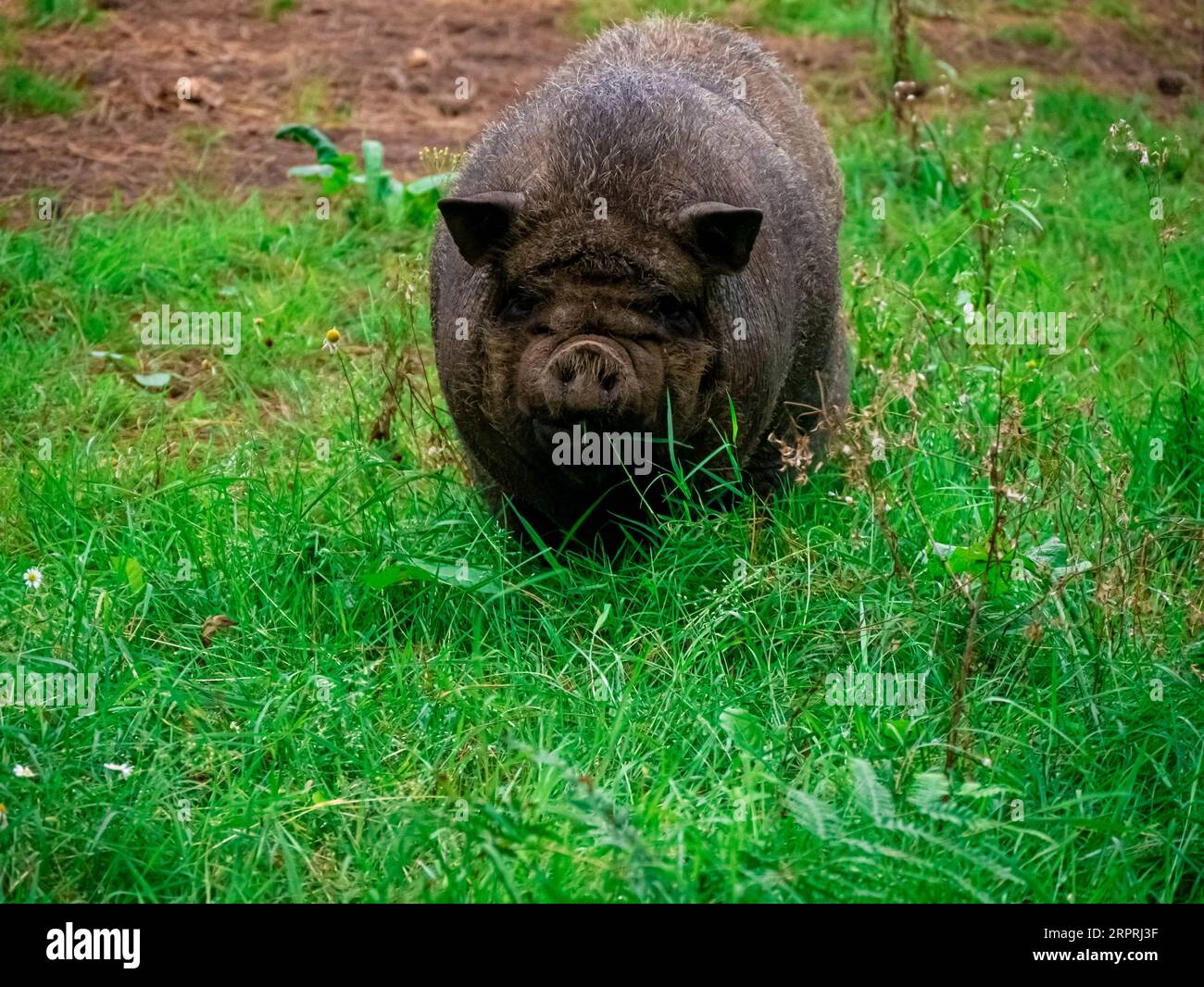 Gascon Schwarzes Schwein, das draußen Gras isst. Seltene Rasse von Bigorre Schwarzes Schwein. Stockfoto