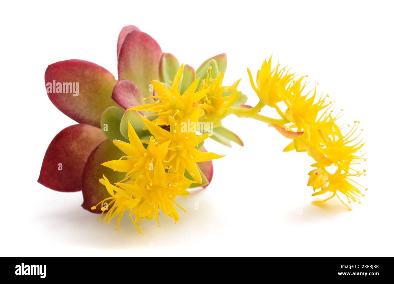 Sedum palmeri Blumen isoliert auf weißem Hintergrund Stockfoto