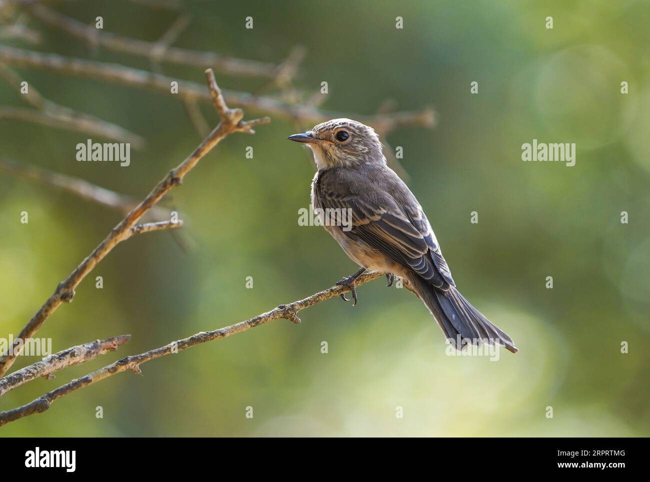 Gefleckter Fliegenfänger (Muscicapa striata), auf einem Ast im Garten. Andalusien, Spanien. Stockfoto