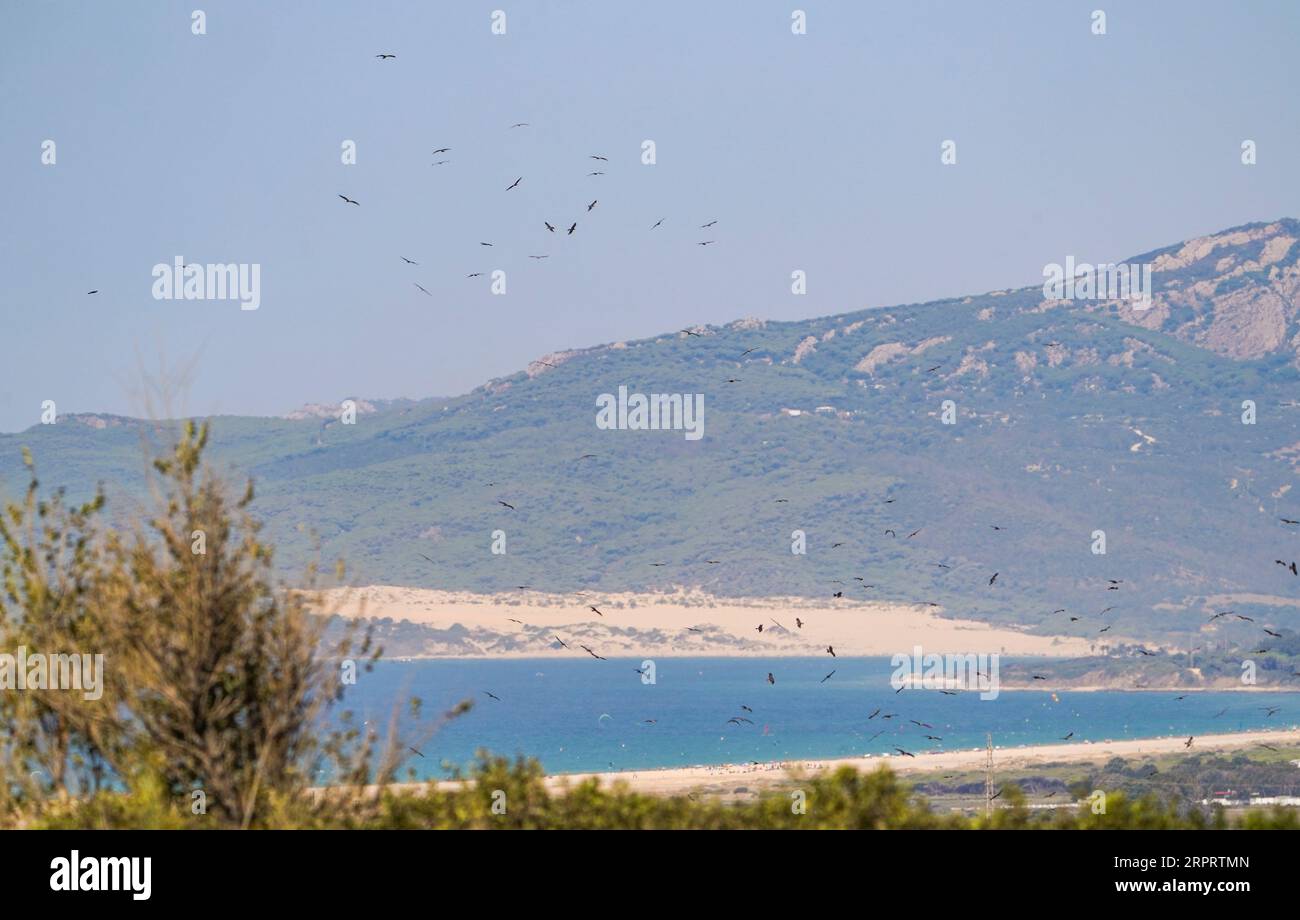 Schwarze Drachen (Milvus migrans) überqueren die Straße von Gibraltar am Strand von Tarifa während der Vogelwanderung in Andalusien, Spanien. Stockfoto