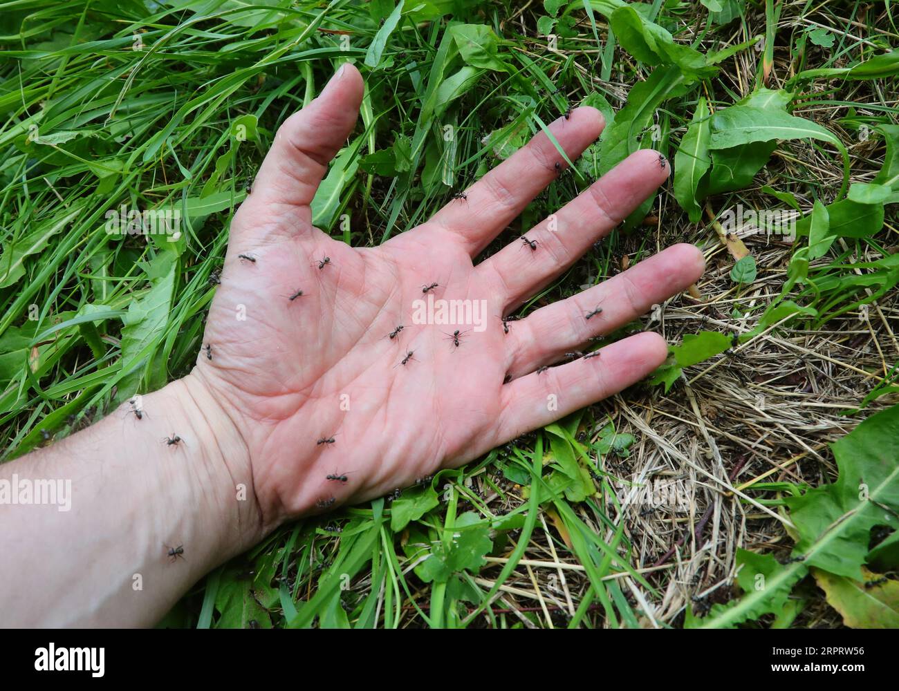 Person mit schwarzen Ameisen über dem Biss und Stich und verursacht Kribbeln und Unwohlsein für den Menschen Stockfoto