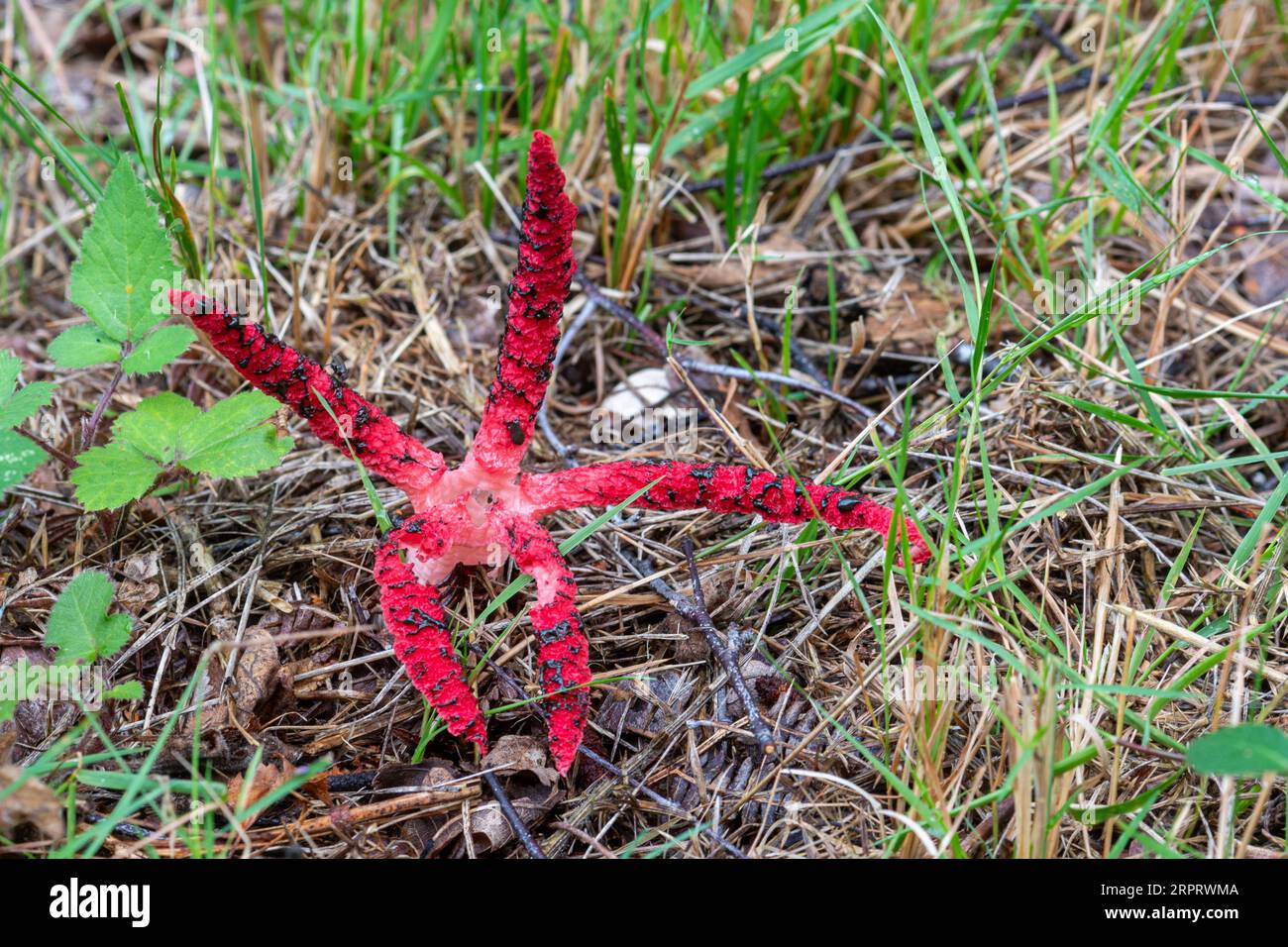 Devil’s Fingers Fungus Fungus (Clathrus archeri), ein leuchtend roter, nicht-einheimischer Zehenstool, auch Oktopus stinkhorn genannt, Surrey, England, Großbritannien Stockfoto