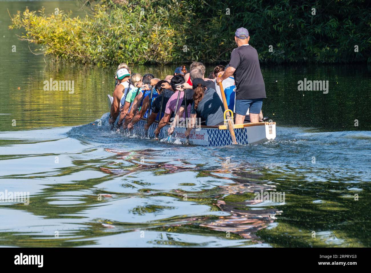 Wraysbury Dragons, Drachenboot-Rennteam-Training auf der Themse in Runnymede, Surrey, England, Großbritannien Stockfoto