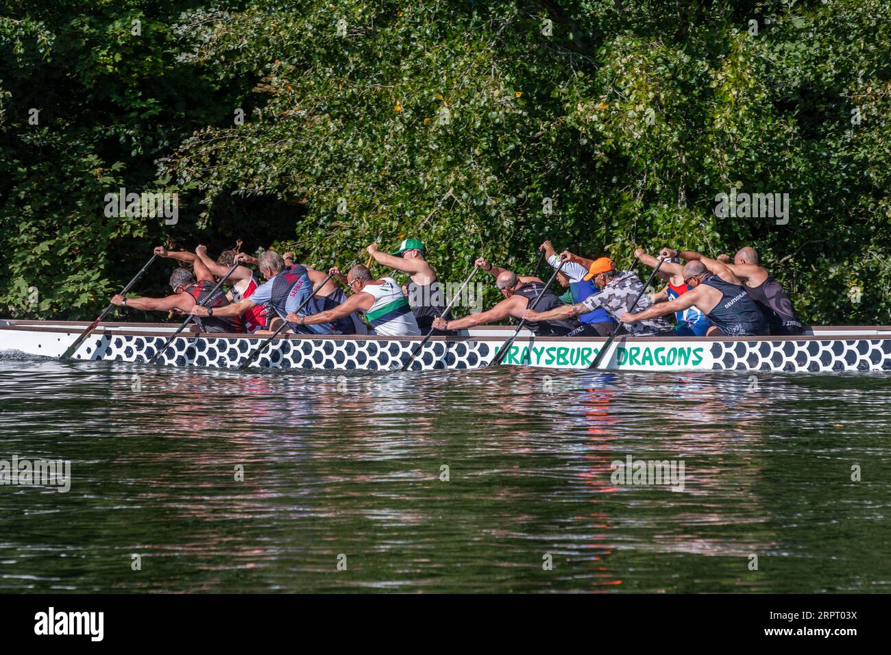 Wraysbury Dragons, Drachenboot-Rennteam-Training auf der Themse in Runnymede, Surrey, England, Großbritannien Stockfoto