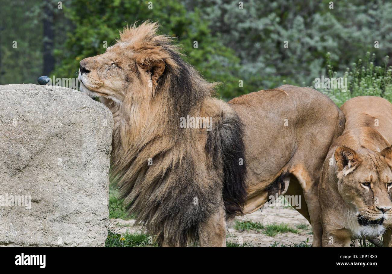 200414 -- ZAGREB, 14. April 2020 -- ein Osterei wird den Löwen während einer besonderen Ostertag-Aktivität im Zagreb Zoo in Zagreb, Kroatien, 13. April 2020 gegeben. /Pixsell/Handout via Xinhua CROATIA-ZAGREB-EASTER-ZOO SandraxSimunovic PUBLICATIONxNOTxINxCHN Stockfoto