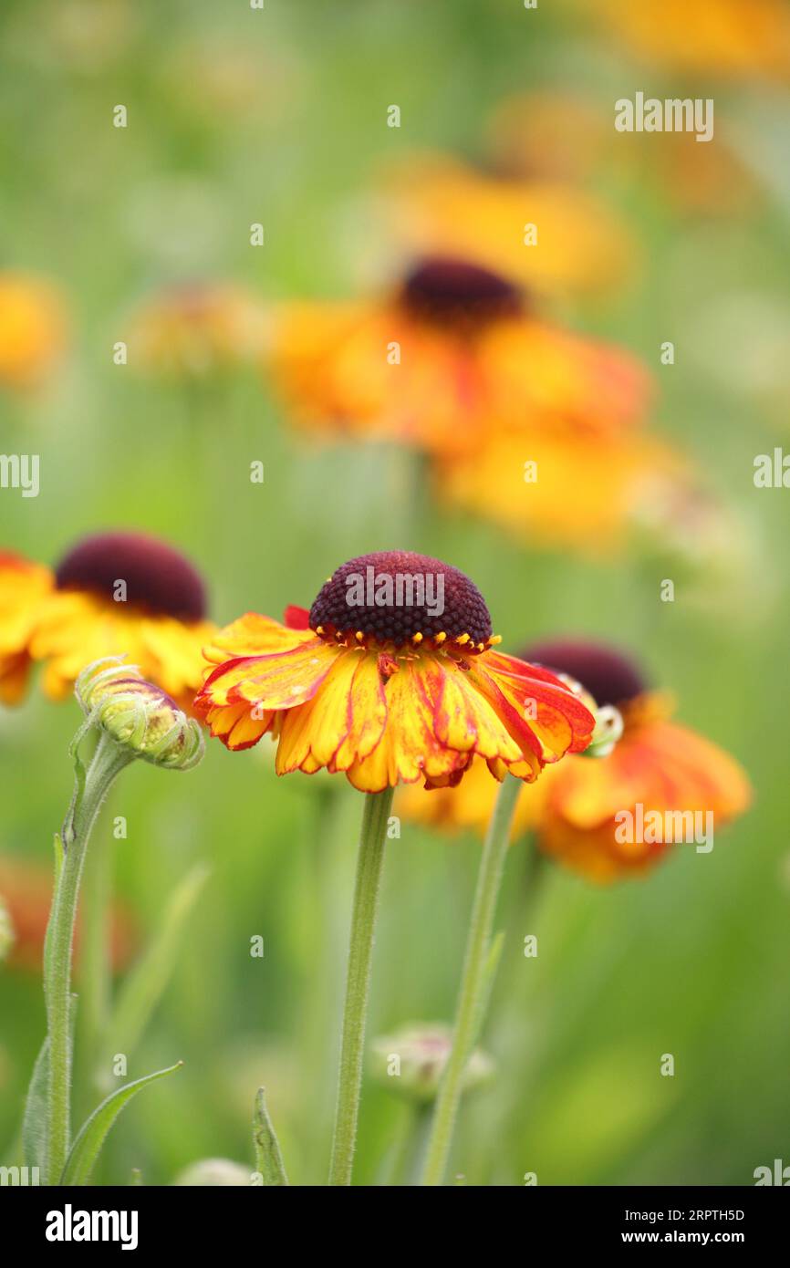 Echinacea (Coneflower) Stockfoto