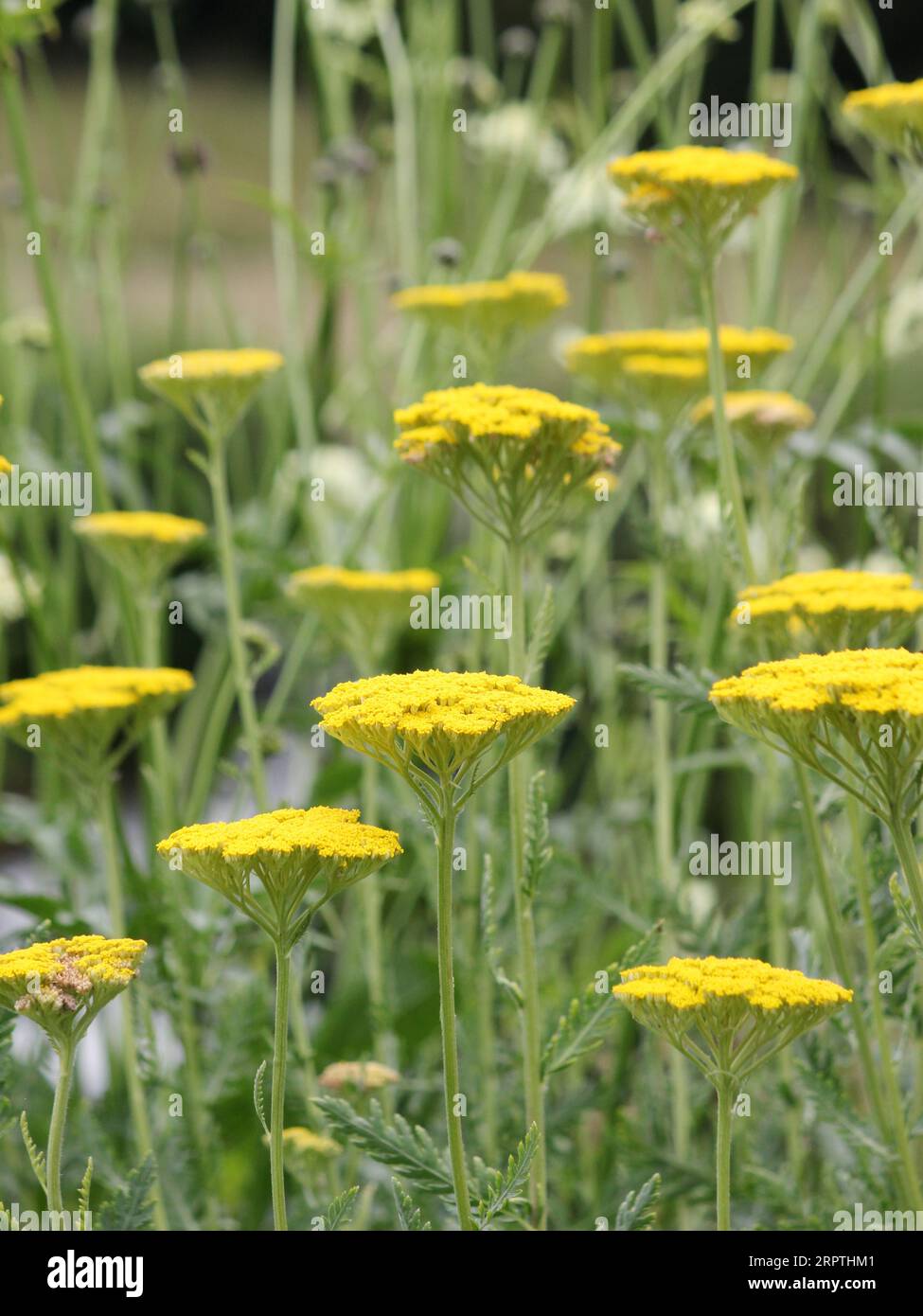 Schafgarbe (Achillea) Stockfoto