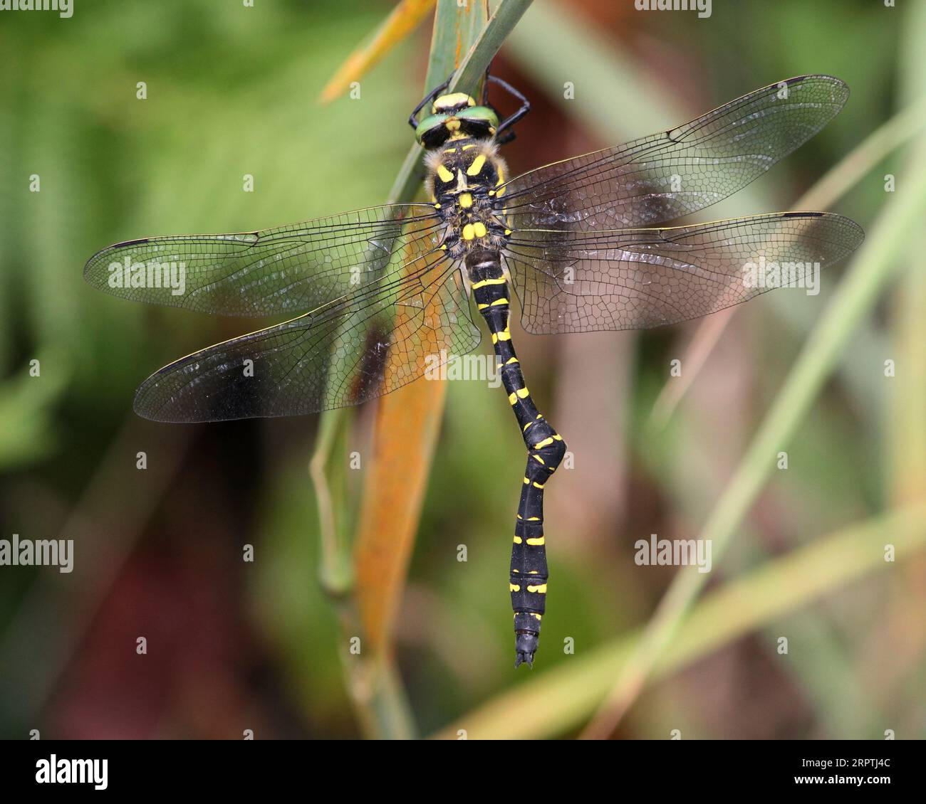 Golden beringt Libelle (Cordulegaster Boltonii) Stockfoto