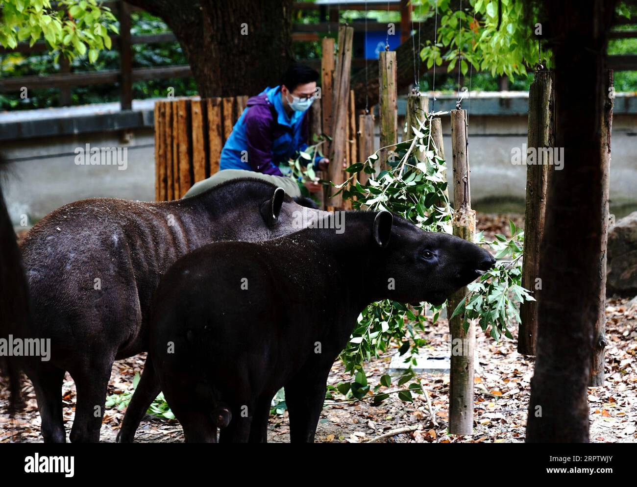 200418 -- SHANGHAI, 18. April 2020 -- Tapirenfutter im Shanghai Zoo, Shanghai, 18. April 2020. Es wurden verschiedene Maßnahmen ergriffen, um das Tierleben im Zoo zu bereichern und ihnen das Gefühl zu geben, in freier Wildbahn zu leben. CHINA-SHANGHAI-ZOO-ANIMALS CN ZhangxJiansong PUBLICATIONxNOTxINxCHN Stockfoto