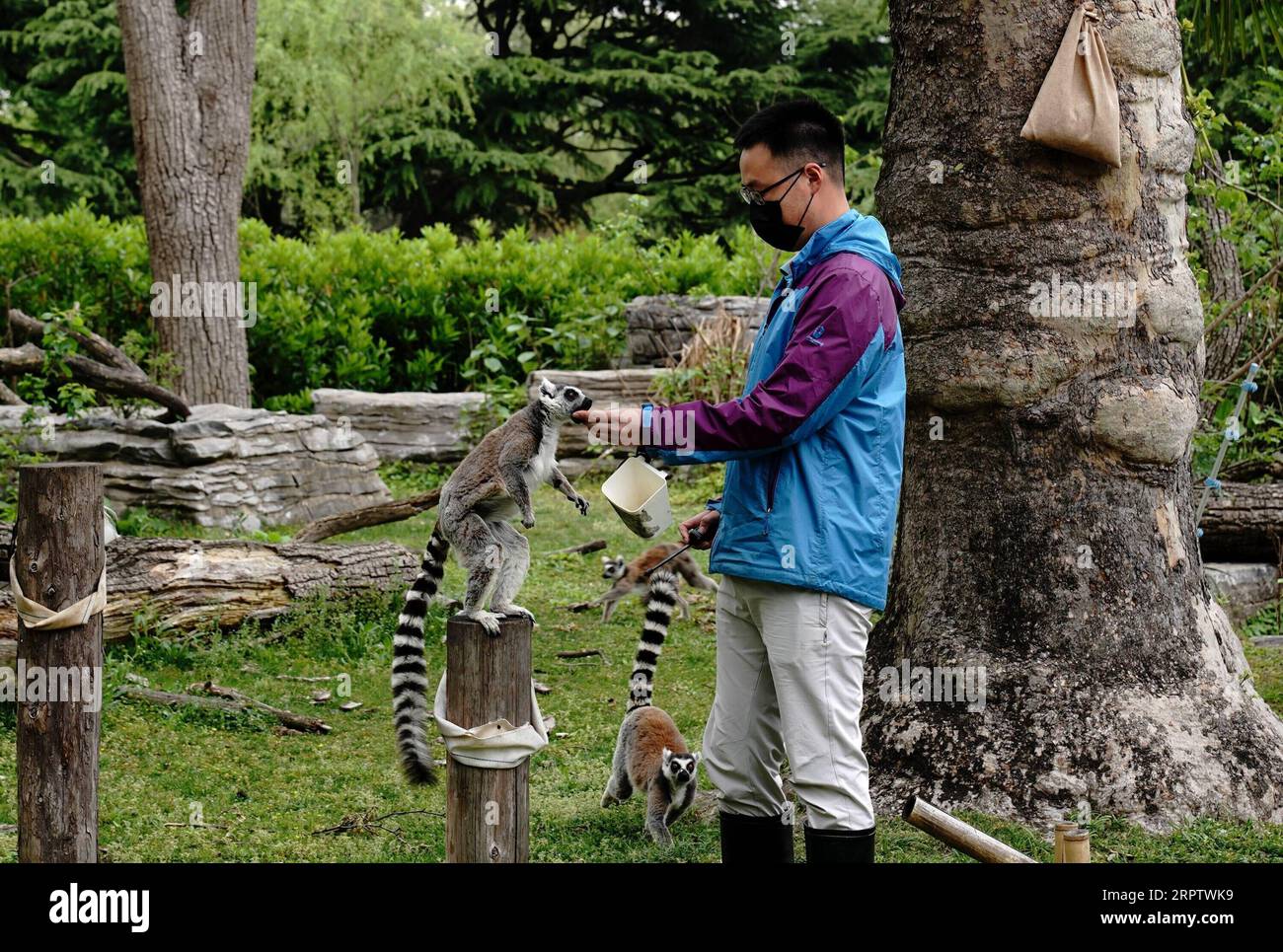 200418 -- SHANGHAI, 18. April 2020 -- Zookeeper Zhang Yishun ernährt einen Lemur im Shanghai Zoo, Ostchinas Shanghai, 18. April 2020. Es wurden verschiedene Maßnahmen ergriffen, um das Tierleben im Zoo zu bereichern und ihnen das Gefühl zu geben, in freier Wildbahn zu leben. CHINA-SHANGHAI-ZOO-ANIMALS CN ZhangxJiansong PUBLICATIONxNOTxINxCHN Stockfoto