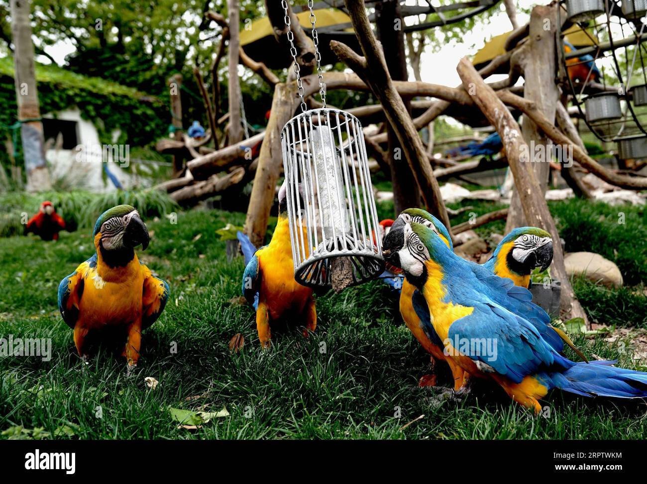 200418 -- SHANGHAI, 18. April 2020 -- Papageien suchen nach Nahrung von einem beweglichen Gerät im Shanghai Zoo, Ostchinas Shanghai, 18. April 2020. Es wurden verschiedene Maßnahmen ergriffen, um das Tierleben im Zoo zu bereichern und ihnen das Gefühl zu geben, in freier Wildbahn zu leben. CHINA-SHANGHAI-ZOO-ANIMALS CN ZhangxJiansong PUBLICATIONxNOTxINxCHN Stockfoto