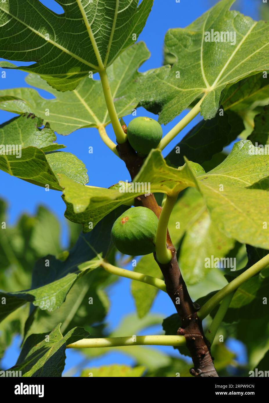 Detail eines Bio-Feigenbaums, Blätter und unreife grüne Feigen. Blauer Himmelshintergrund. Spätsommer. Oeiras, Portugal. Stockfoto