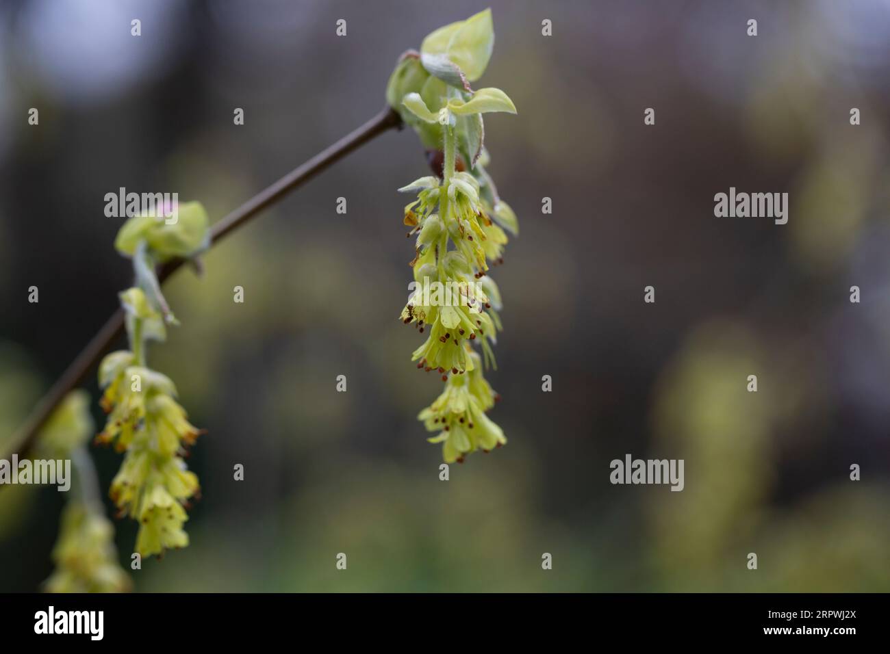 Frühjahrshintergrund mit Corylopsis spicata ( Hazel glabrescens ) gelben Katzenmuscheln auf Ast ohne Blätter auf verschwommenem Bokeh-Hintergrund. Hazel katkins as Stockfoto