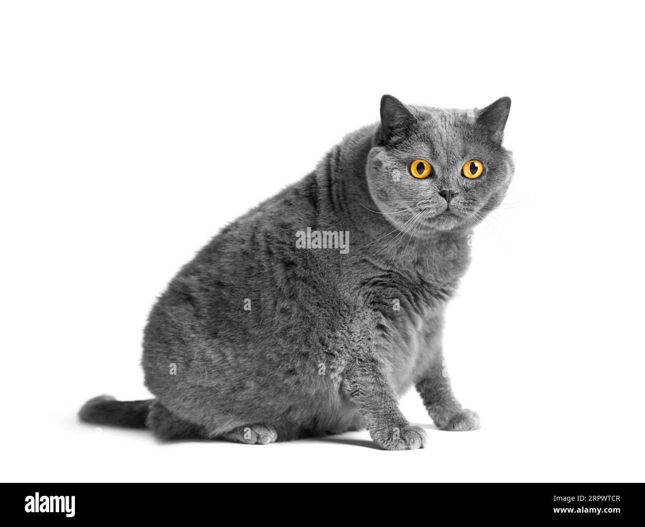 Eine fette graue britische Katze mit großen gelben Augen sitzt auf weißem Hintergrund. Adipositas der schottischen Katze. Stockfoto