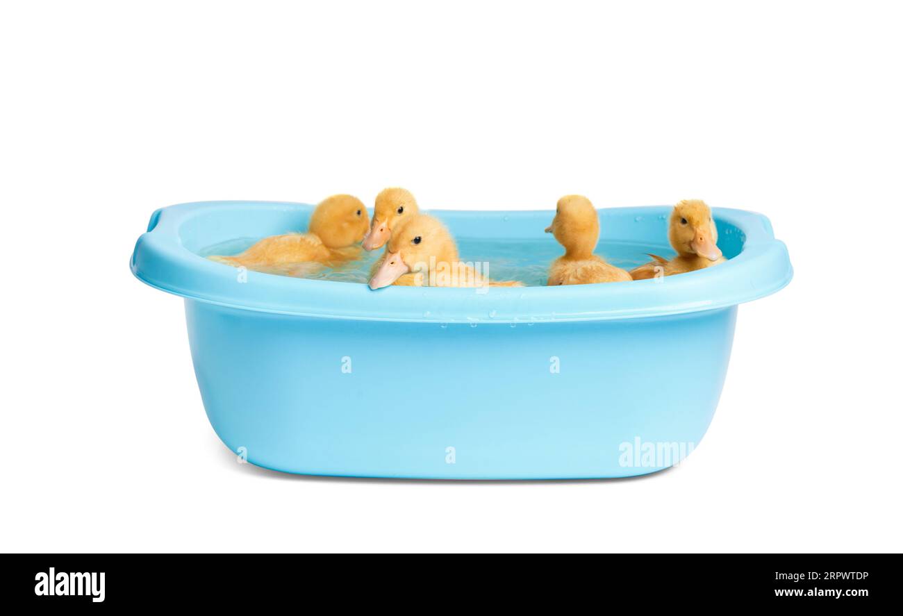 Süße, lustige kleine Entenküken schwimmen in einem kleinen blauen Becken auf weißem Hintergrund. Entenküken baden. Stockfoto