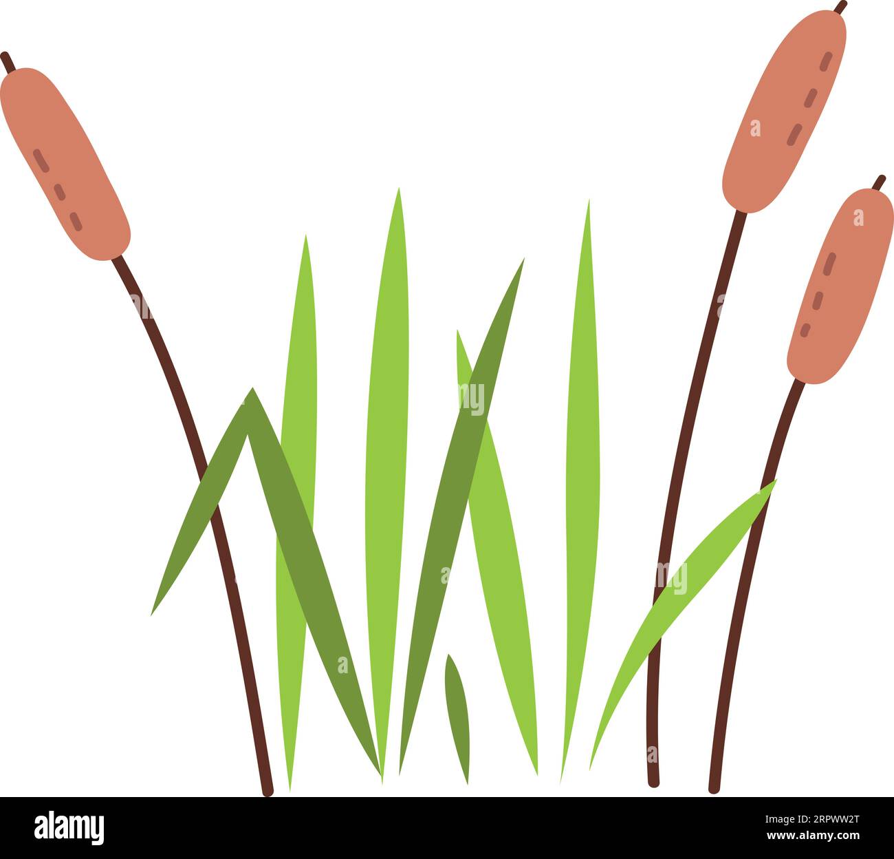 Reed-Anlage. Wachsendes Sumpfgras. Feuchtgebiet Natur Stock Vektor