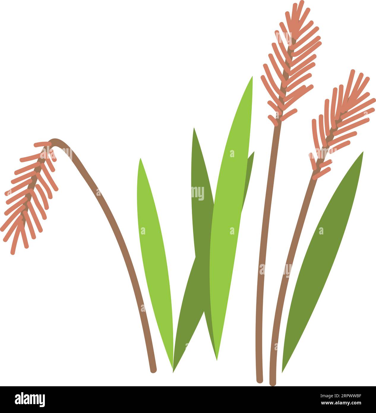 Symbol Reed Color (Reed-Farbe). Sumpfpflanze. Grünes Kraut Stock Vektor