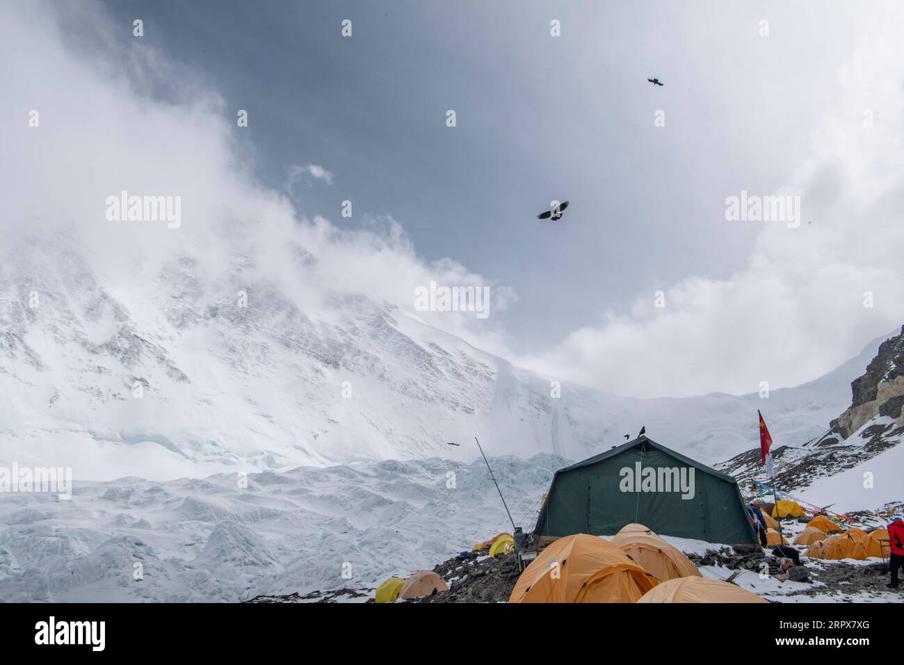 200512 -- MOUNT QOMOLANGMA BASE CAMP, 12. Mai 2020 -- Gelbschnabelige Choughs fliegen über das Vorlager in einer Höhe von 6.500 Metern auf Mount Qomolangma, 10. Mai 2020. Das Advance Camp liegt auf einem Hang am Ende des East Rongbuk-Gletschers und ist das letzte Camp vor der Schneelinie und der Eis- und Schneestraße auf dem Mount Qomolangma. Viele der als Teufelslager bekannten professionellen Bergführer, die den Gipfel des Mount Qomolangma unzählige Male erreicht haben, leiden aufgrund ihrer geografischen Lage ebenfalls an Höhenkrankheit. Es ist ein Gebiet umgeben von Bergen und schlechter Luftzirkulation. Stockfoto