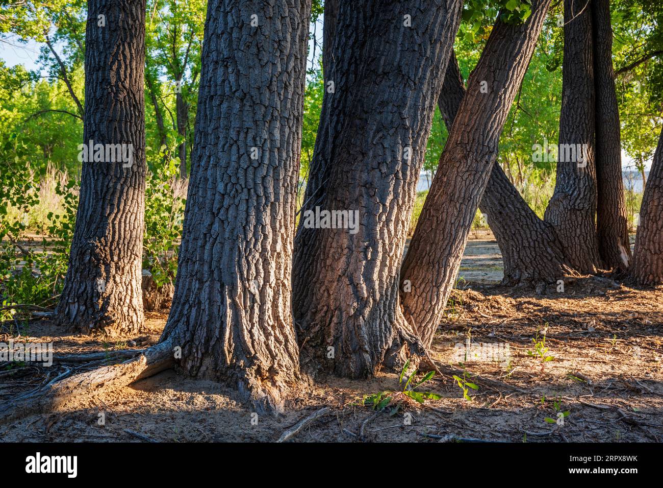 Nahaufnahme von Cottonwood Tree Trunks & Bark; Glendo State Park; East Wyoming; USA Stockfoto