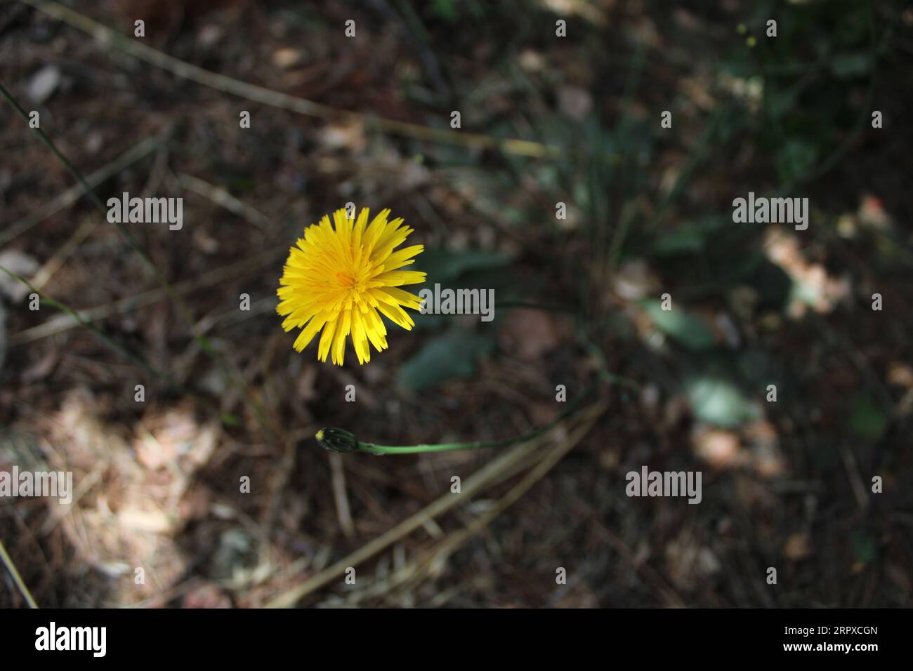Löwenzahngelb als Gold und Symbol der Hoffnung Stockfoto