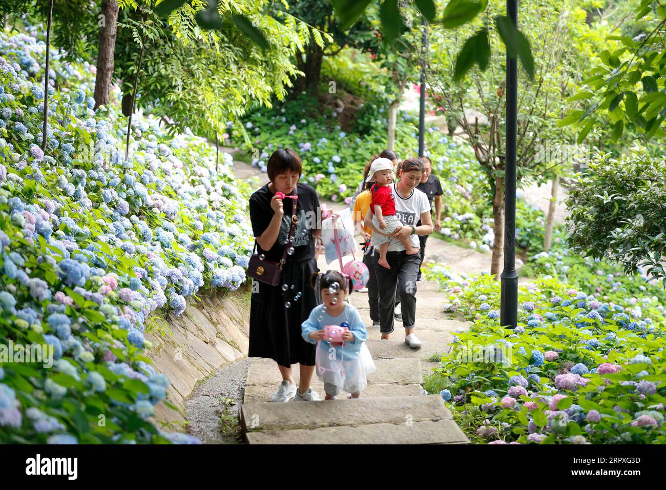 200522 -- KAIZHOU, 22. Mai 2020 -- Menschen genießen Hortensienblüten im Hanfeng Lake National Wetland Park im Kaizhou District von Chongqing, Südwestchina, 22. Mai 2020. Foto: /Xinhua CHINA-CHONGQING-KAIZHOU-HYDRANGEA CN HuangxWei PUBLICATIONxNOTxINxCHN Stockfoto