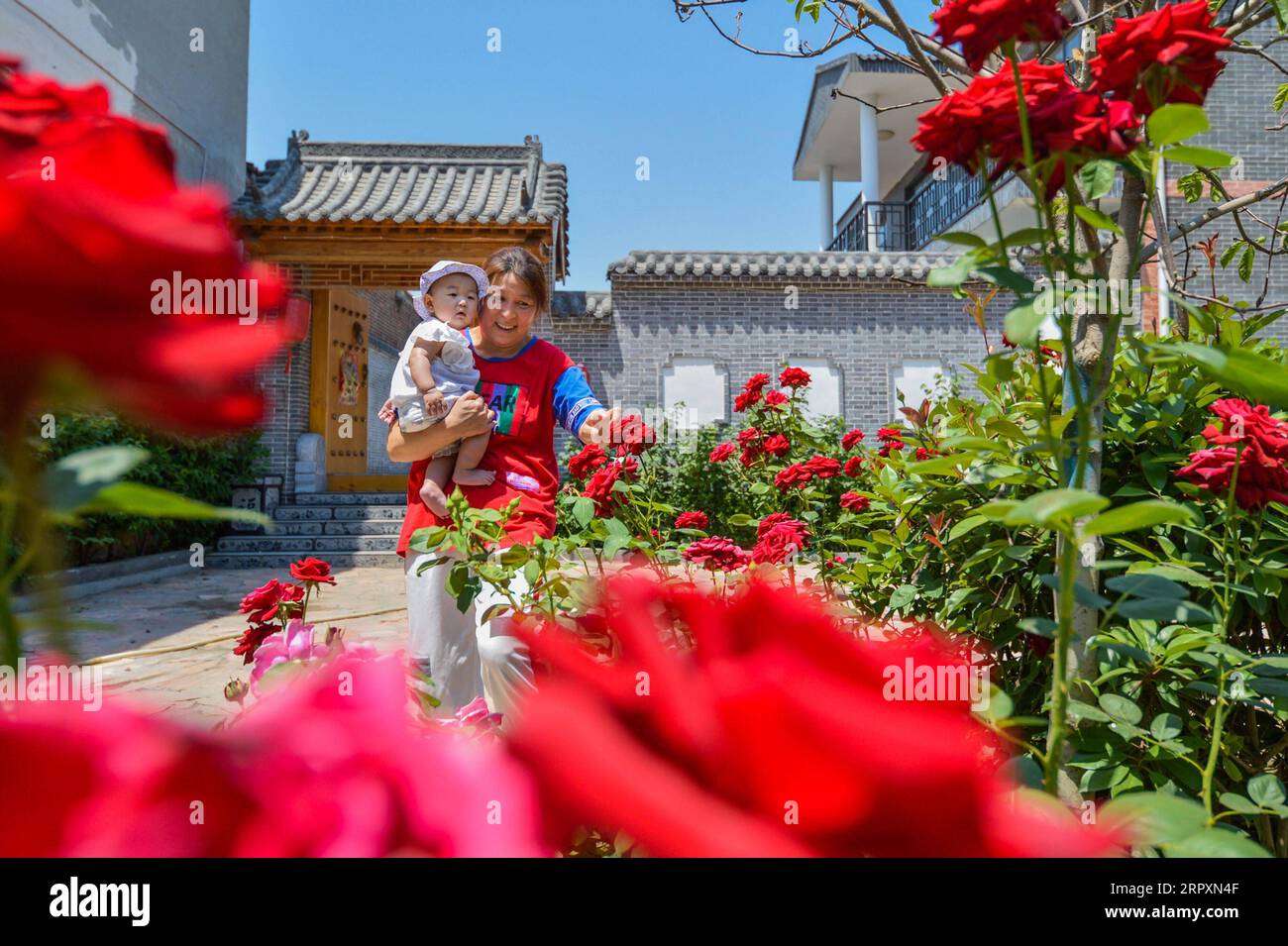 200529 -- SHIJIAZHUANG, 29. Mai 2020 -- Dorfbewohner genießen Blumen vor ihrem Haus im Dorf Xiaodi, Hesha Stadt in Handan, nordchinesische Provinz Hebei, 29. Mai 2020. In den letzten Jahren hat die Regierung von Handan daran gearbeitet, die ländlichen Lebensbedingungen unter Berücksichtigung der örtlichen Bedingungen zu verbessern, Fortschritte bei der Toilettenrevolution zu erzielen und die Müll- und Abwasserbehandlung zu verbessern, um eine schöne Landschaft zu schaffen. CHINA-HEBEI-HANDAN-LIVING ENVIRONMENT-IMPROVEMENT CN WANGXXIAO PUBLICATIONXNOTXINXCHN Stockfoto