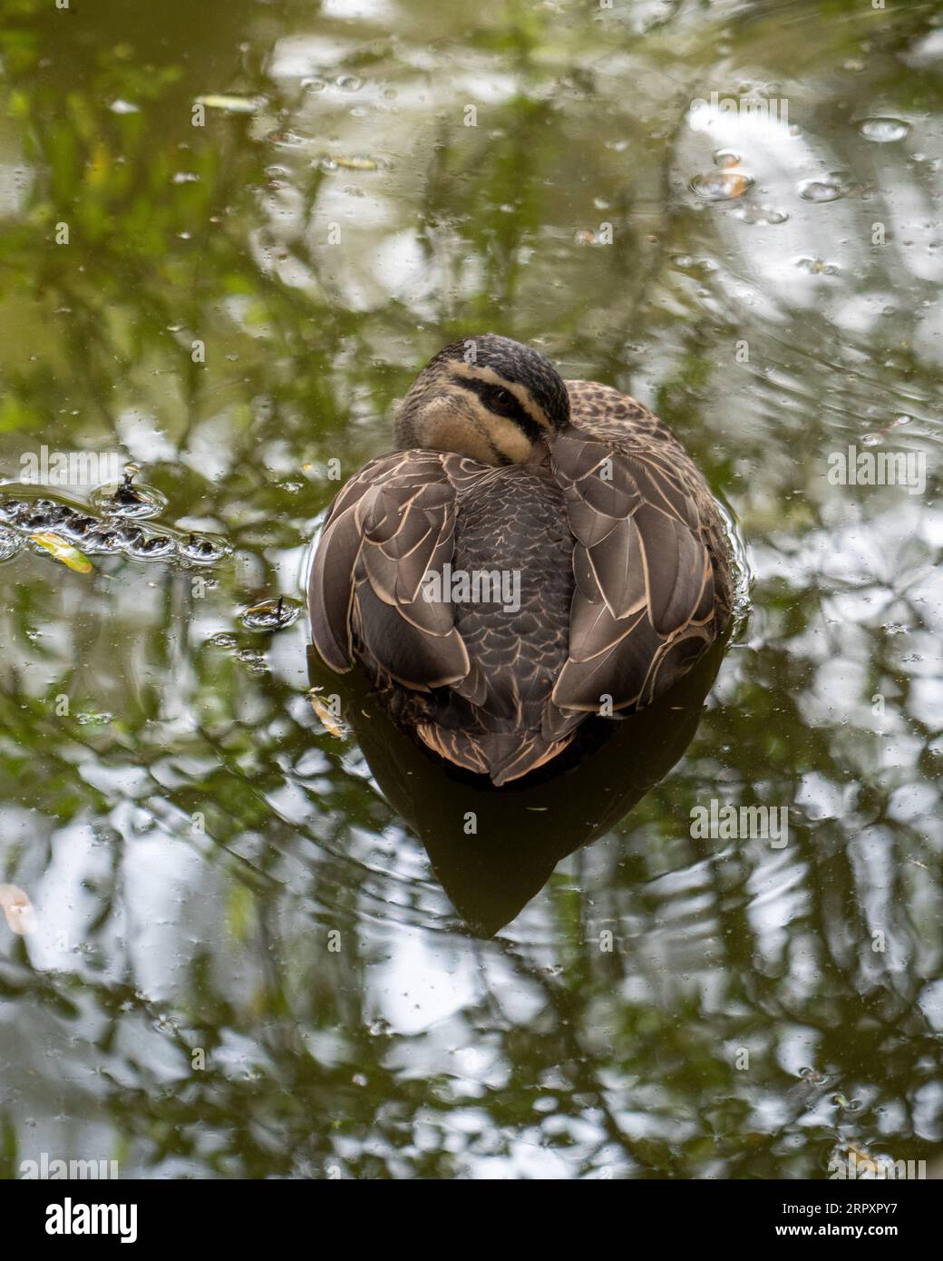 Die Pacific Black Duck schwimmt auf dem Wasser, der Kopf liegt versteckt in Ruhe Stockfoto