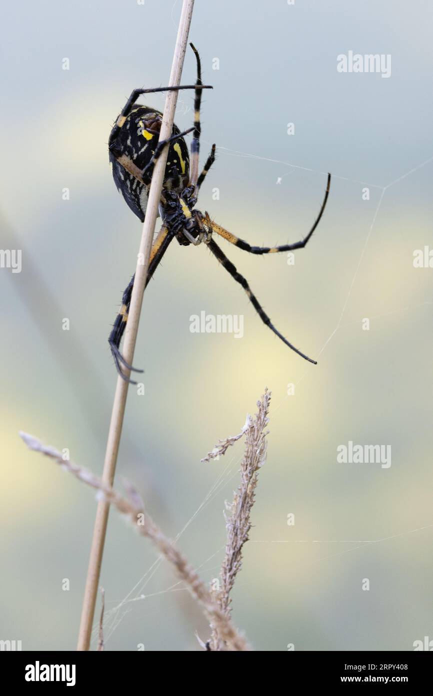 Yellow Garden Spider (Argiope aurantia) im Heron Bend Conservation Area in Montrose, Iowa Stockfoto