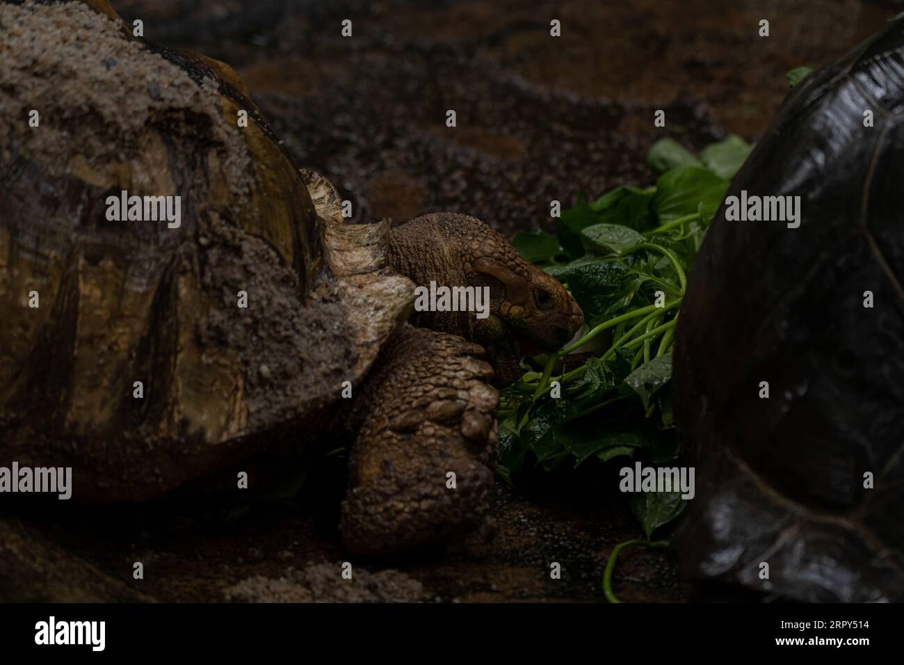 Zwei afrikanische Schildkröten, die während des Regens essen - Centrochelys sulcata, große Schildkröte aus afrikanischen Büschen, Wälder und Grasland, Langansee Stockfoto