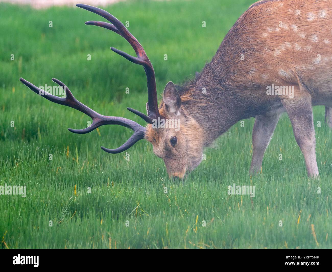 Sika Deer, Cervus nippon, ein großes, schönes Hirsch in Hokkaido, Japan Stockfoto