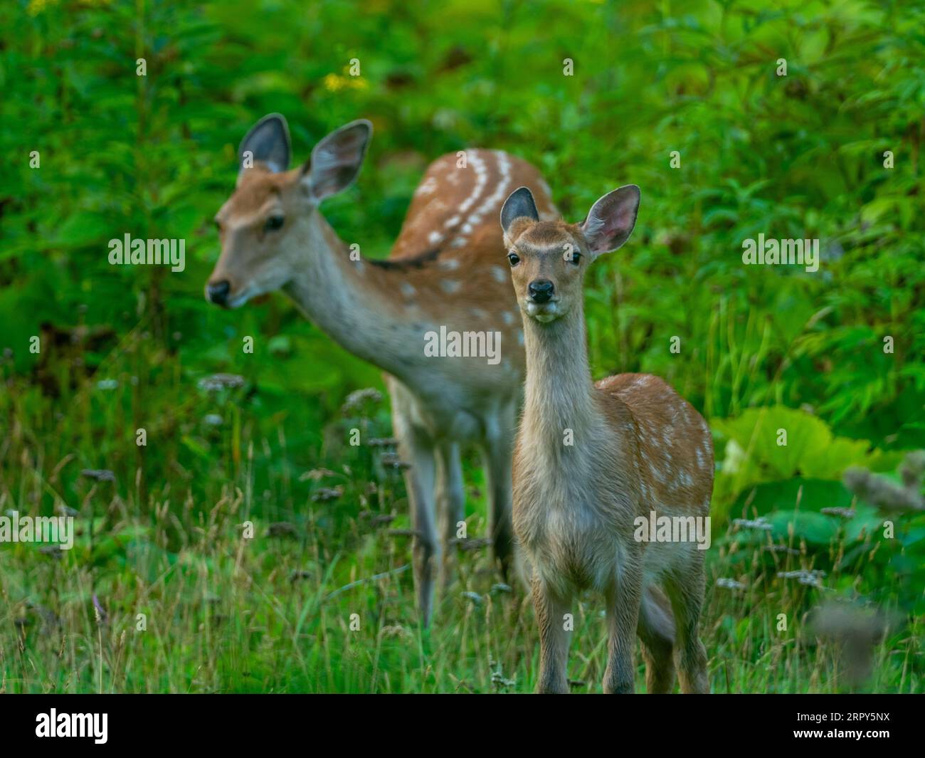 Sika Deer, Cervus nippon, ein großes, schönes Hirsch in Hokkaido, Japan Stockfoto