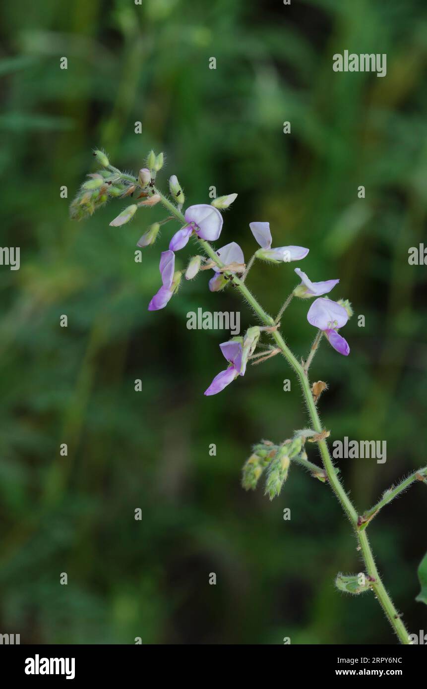 Hoary Ticktrefoil, Desmodium canescens Stockfoto