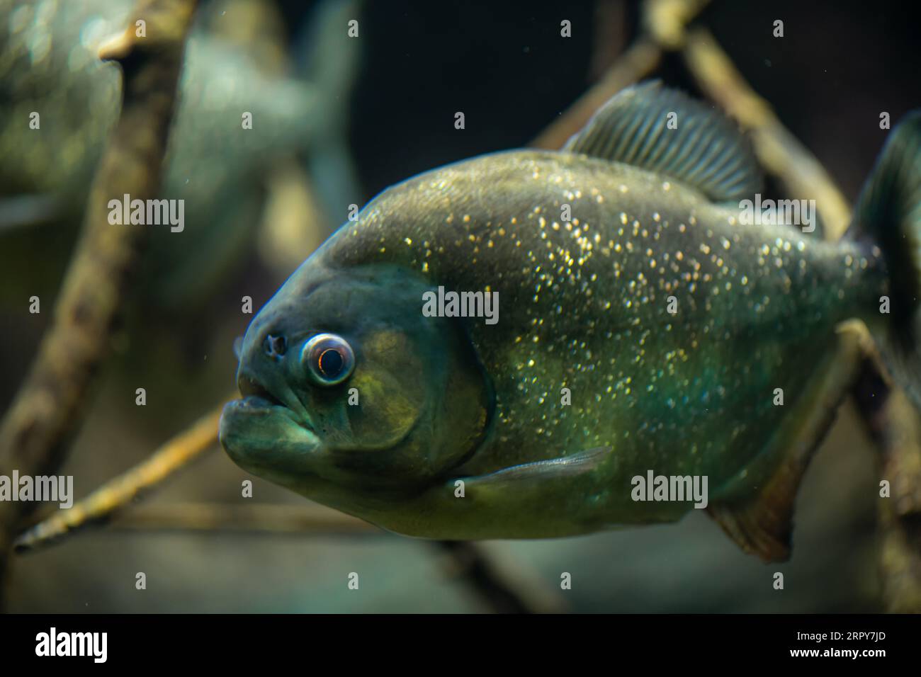 Die rote Piranha (Rotbauchige Piranha) im Süßwasseraquarium