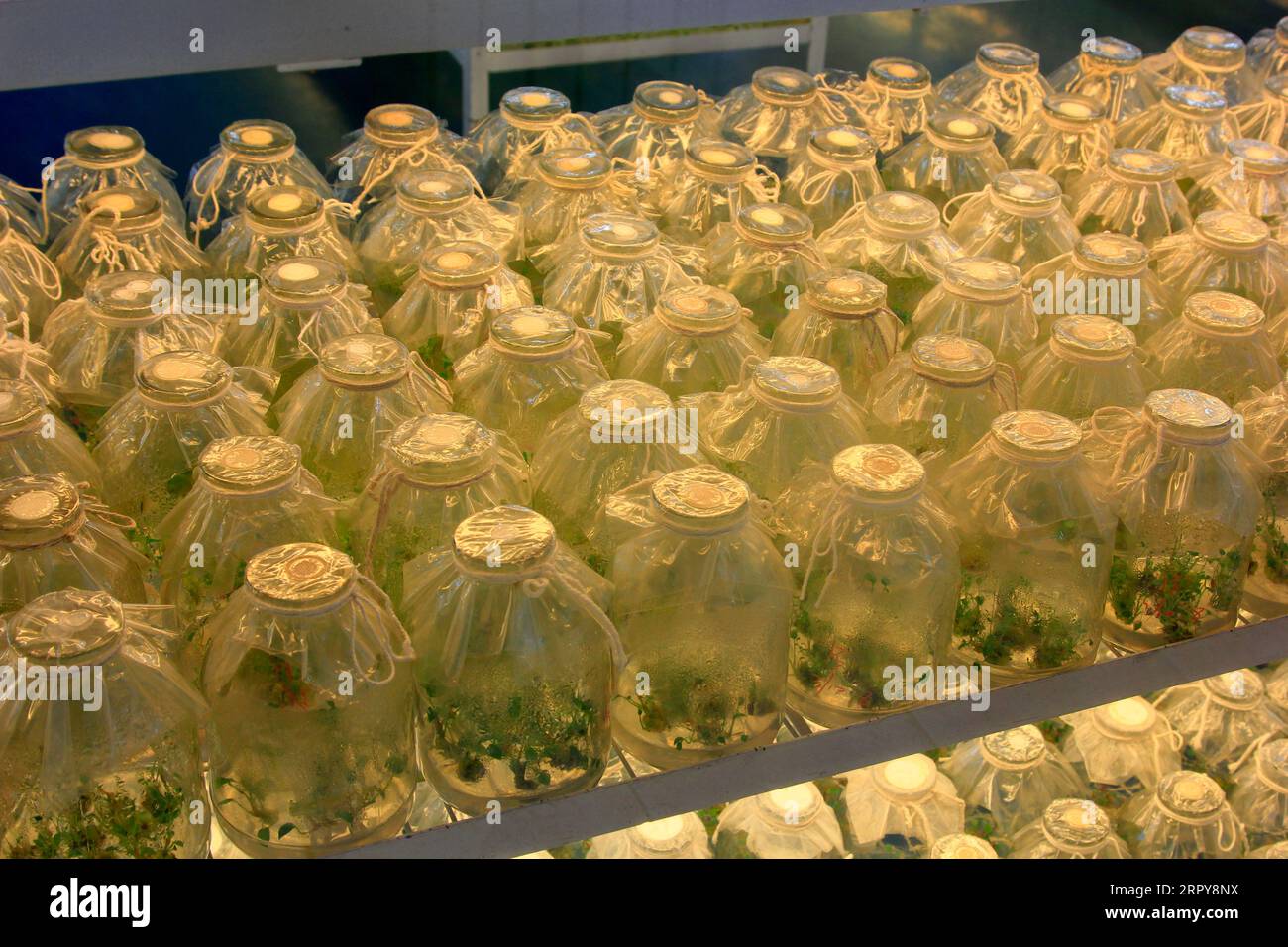 Gewebekulturblumen im Sterilraum, Nahaufnahme des Fotos Stockfoto
