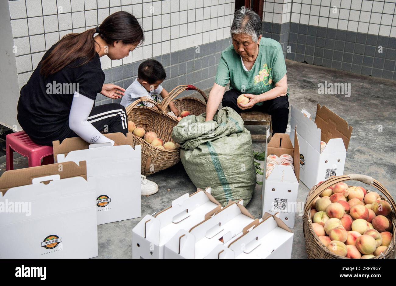 200621 -- ANKANG, 21. Juni 2020 -- Chen Yuangui 1st R, 77-jährige Mutter von Li Zengyi, sortiert Pfirsiche im Dorf Wenhua im Bezirk Hanbin der Stadt Ankang, Provinz Shaanxi im Nordwesten Chinas, 19. Juni 2020. Um die Armut abzuschütteln, verlegte Li Zengyi, ein Dorfbewohner im Dorf Wenhua der Stadt Ankang, 1997 seine Familie, einschließlich seiner siebenjährigen behinderten Tochter, in ein provisorisches Haus auf einem Berg, um Pfirsiche anzubauen. Li Wei, der ältere Sohn von Li Zengyi, ging nach dem Abschluss der Mittelschule in die südchinesische Provinz Guangdong, um die Familie zu unterstützen. Li Peng, der Jüngere so Stockfoto