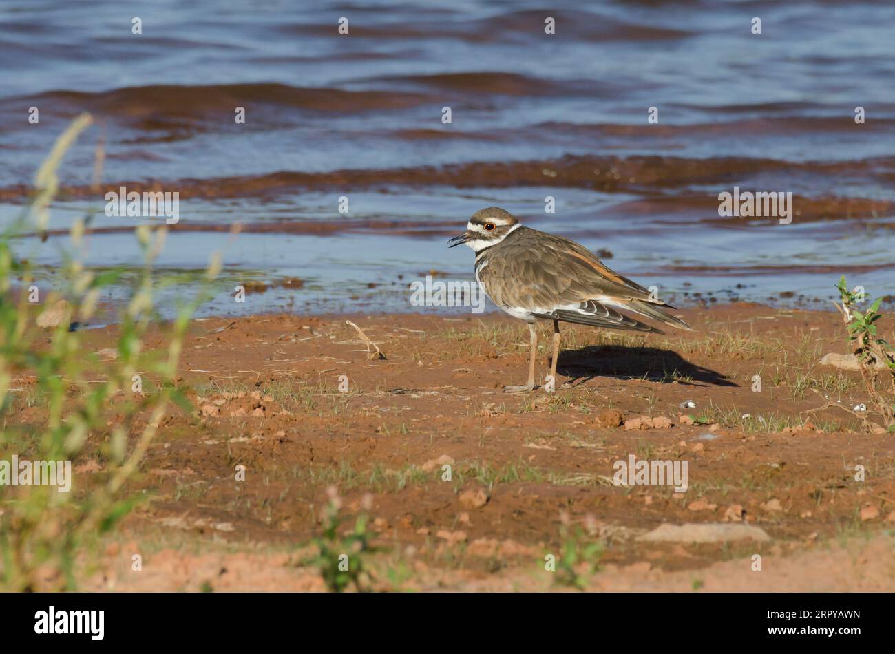 Killdeer, Charadrius vociferus Stockfoto