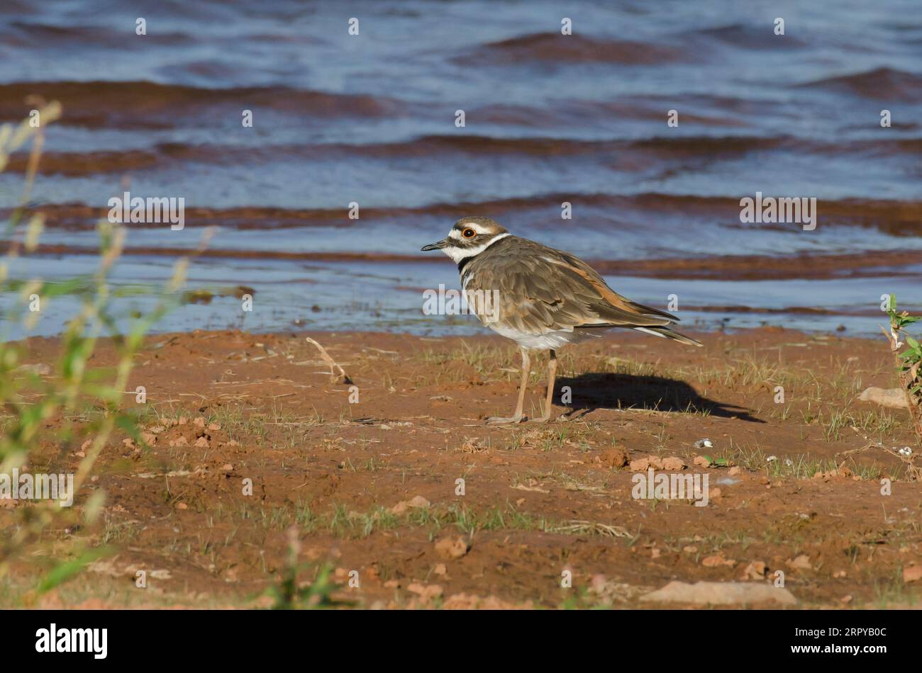 Killdeer, Charadrius vociferus Stockfoto