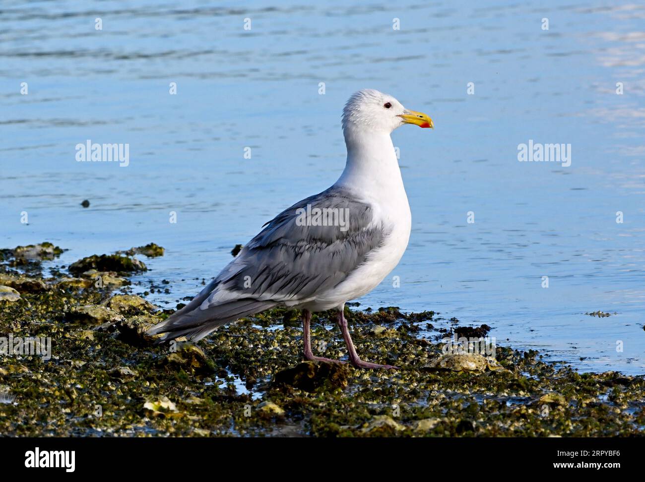 Ein Glaucous-Winged Gull „Larus hyperboreus“, der an einem felsigen Strand auf Vancouver Island, British Columbia, Kanada, steht Stockfoto