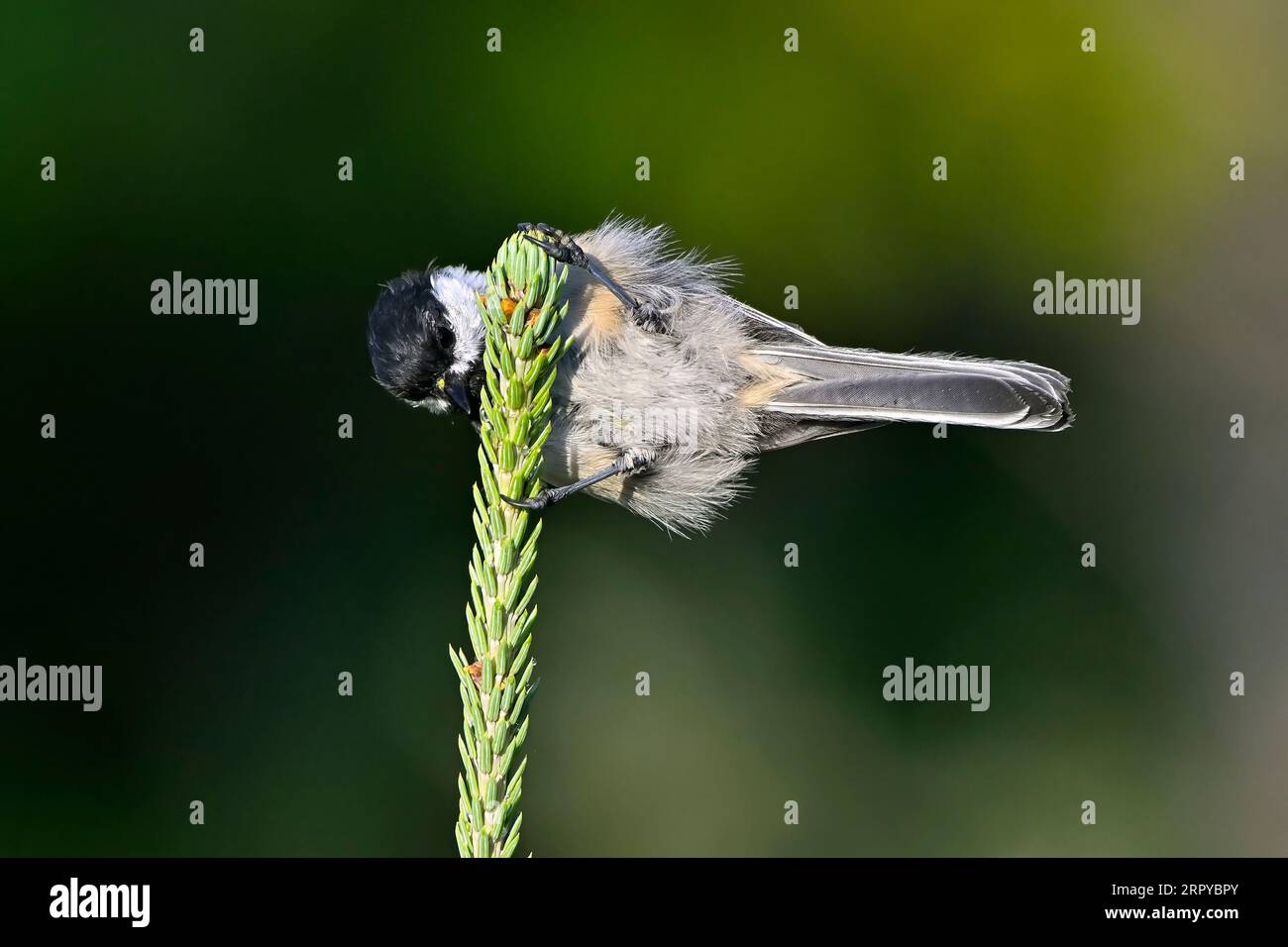 Ein Chickadee-Vogel „Poecile atricapillus“, der auf einer Fichtenbaumspitze nach Insekten sucht Stockfoto