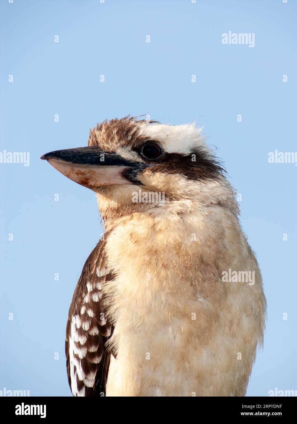 Kookaburra, Laughing Kookaburra, Dacelo novaeguineae, Wild, Koah, Australien... Stockfoto