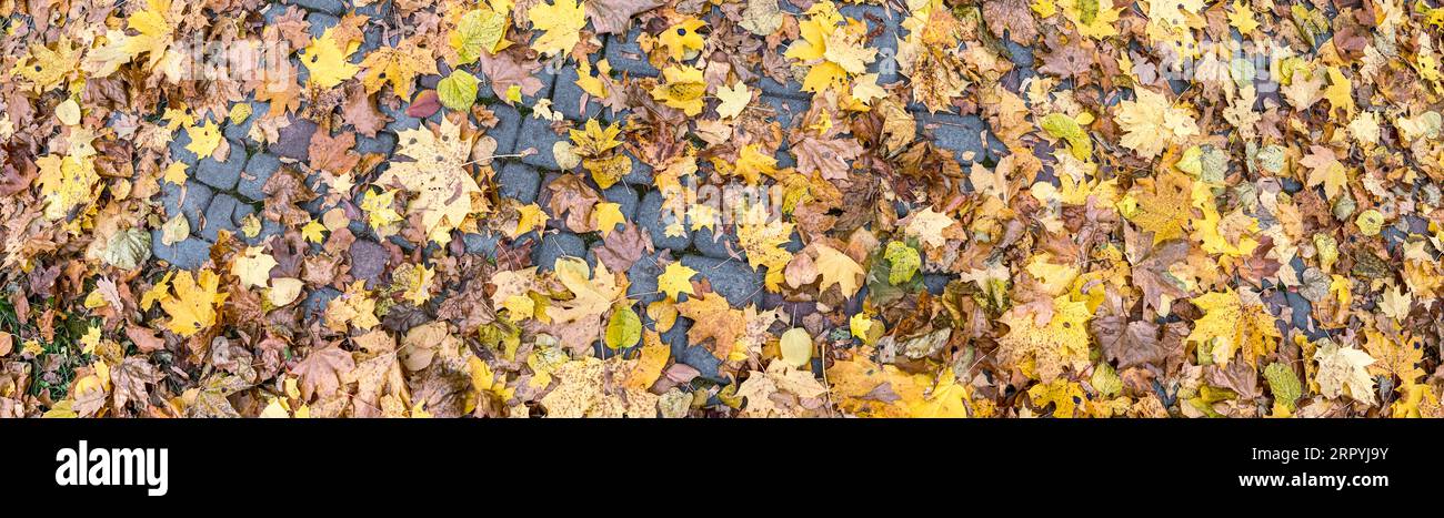 Abgefallene bunte, trockene Ahornblätter auf grauem Steinpflaster. Städtischer Herbsthintergrund. Stockfoto