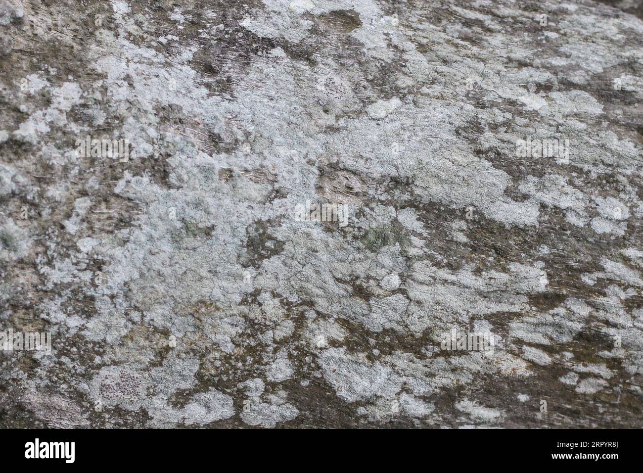 Realistische Baumrinde Hintergrundtextur, nahtlose Textur vom Baum Stockfoto