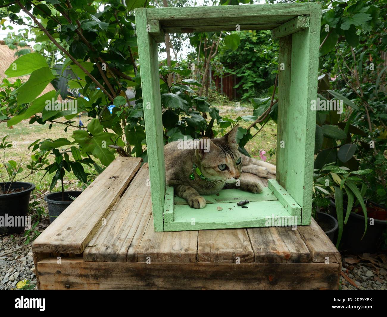 Tabby-Katze ruht mit grünem Holzkasten im Garten, süßes Kätzchen-Verhalten Stockfoto